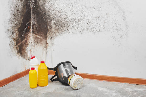 Mold Removal Process in Mcloud, OK