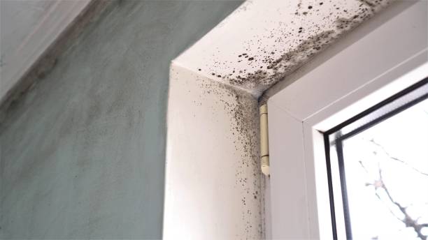 Best Mold Remediation Services  in Mcloud, OK