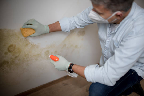 Best Black Mold Removal  in Mcloud, OK