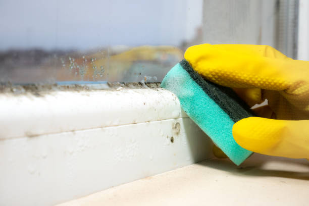 Best Mold Cleaning Services  in Mcloud, OK