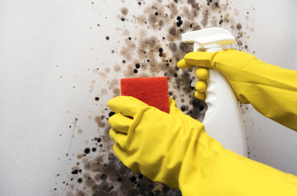 Best Mold Damage Repair  in Mcloud, OK